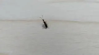 Long Necked Seed Bug