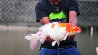 Koi Fly Fishing