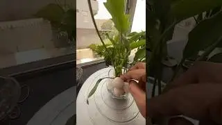 DIY Indoor Water Plant Decor #diy #plantsdecor #homedecor #homedecor #houseplants#viral #shortsvideo