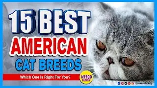 15 Best American Cat Breeds: Which One Is Right For You?