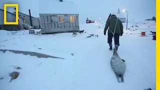 Meat Helped Inuits Survive for Generations | National Geographic
