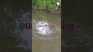 In the Company of the Birds | Unused Material 8 #fishing #trout #lurefishing