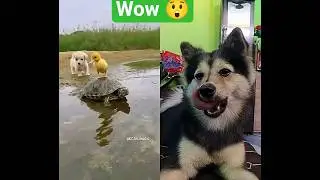 cute puppy 🥰#dog video #viralvideo #cutepet #trendingshorts #My Pomsky Snofy 😘