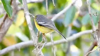 Reinita mariposera / Adelaide's Warbler / Setophaga adelaidae 