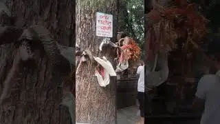 #sorts #nature #video #youtube #temple