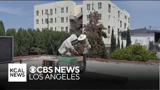 How urban beekeepers are turning LA rooftops into buzzing hives