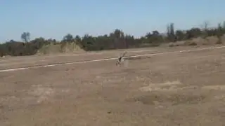 Bert Kammerer - T-Rex 250 with Align GP-750 Gyro