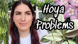 10 проблемных растений хойи 🌸 Мне сложно поддерживать их жизнеспособность в своих условиях 🤷🏻&zwj;♀️