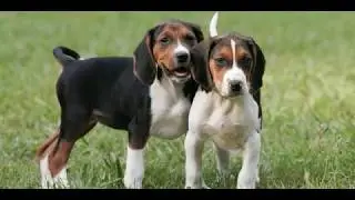 Treeing Walker Coonhound