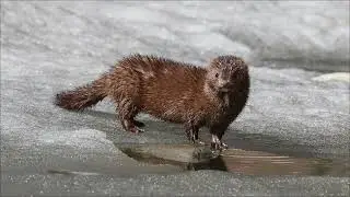 [WILDLIFE FACTS] Minks are born blind and farmed for their fur