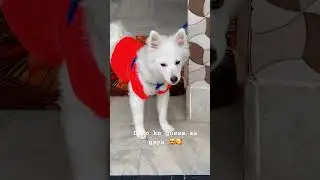 Thaaye thaaye (from maharaja)🥰😍#tamil #youtubeshorts #petlovers #doglover #cute #dogowner