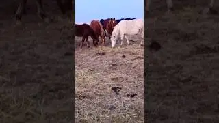 HORSES AND PUPPIES ARE REAL FRIENDS ❄️ 🐴 🐎 🐶 🐕 💙 🧡