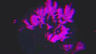 Gylling - Chaser
