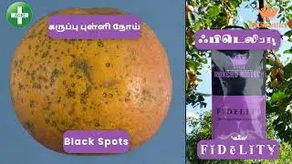 Lemon pest and diseases organic control 100% எலுமிச்சையில் பூச்சி மற்றும் நோய் ஆர்கானிக் கட்டுப்பாடு