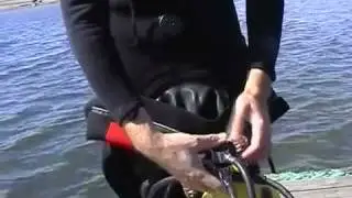 Z2 regulator