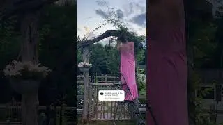My Wisteria Vine Is Out of Control. Growing, Training | Twisting on the Arbor