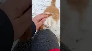 Зустріч з кицею 