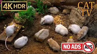 [NO ADS, NO AI] CAT TV 😺 Super Hamster Colony: Massive Garden Gathering 🐭 4K HDR 60FPS