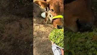 Learning kindness, one little step at a time 🥰🐄