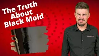 What If I Have Black Mold In My Basement?