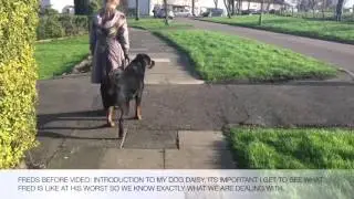 Fred The Reactive Rottweiler First Home Visit Part 1 of 2