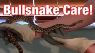 Bullsnake Care and Information