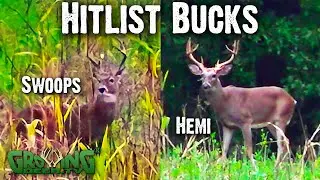 9 Year Old Buck | Hunting Strategies for October 2020(#574)