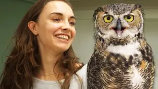 Weird Owl & Bird Cafe in Tokyo (Watch this before you go)