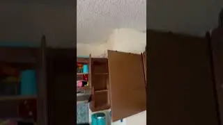 Cockroach Infestation in the kitchen by A1 Pest Control Canberra Inspection