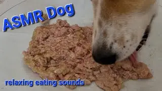 ASMR Dog licking and eating juicy dog food I wet food I relaxing eating and chewing sounds