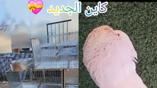 انتى خيالية للبيع 💸اقفاص في متناول الجميع ✈️انتظرونا انشاء الله انتولعو كاملين 