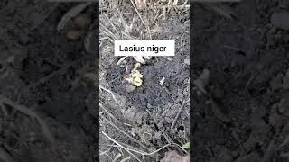 Начинается сезон ловли насекомых!