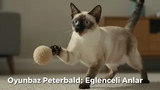 PETERBALD KEDİSİ NEDİR🐱&Ouml;ZELLİKLERİ VE BAKIMI