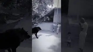 Wolf in Village #wolfsounds #relaxinwolf #animals #wolf #wolfsong #forest #shorts part 1bh
