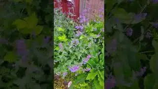 Verbascum 