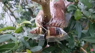 Extraction method super speed