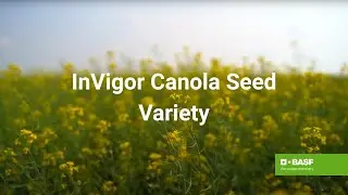 InVigor Canola Seed Variety Showcase &ndash; Finding the Best for Your Farm