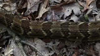 Timber Rattlesnake [Crotalus horridus]
