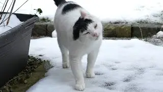 Cat Shakes Head In Slow Motion (Sony a6700)