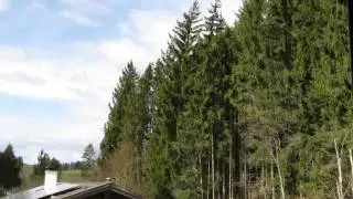 Sturmtief Niklas im März 2015 - rauschende Bäume - Naturgewalten im Allgäu