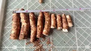 Cassava Processing Machinery｜Washing Peeling Slicing Drying Milling Turn Fresh Cassava into Flour .