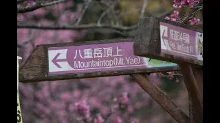 Peaceful Drive down Mt Yae Sakura Festival - 八重岳 桜祭り