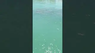 Cow ray