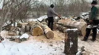 STIHL Chainsaw vs Massive Timber
