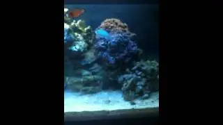 Anemone hiding