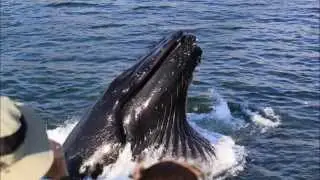Humpback Whales in Avila Beach, California.  June 2015