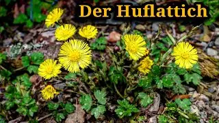 Huflattich erkennen (Tussilago Farfara) Wirkung, Anwendung und Heilkräfte
