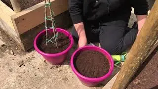 Dwarf peas