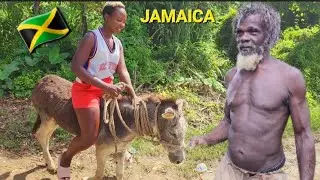 ONLY IN JAMAICA !! A DAY WITH A VILLAGE RASTA MAN