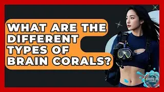 What Are The Different Types Of Brain Corals? - The Marine Life Explorer